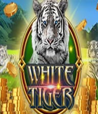 White Tiger