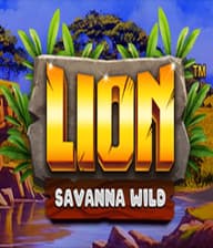 Lion Savanna Wild