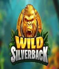 Wild Silverback